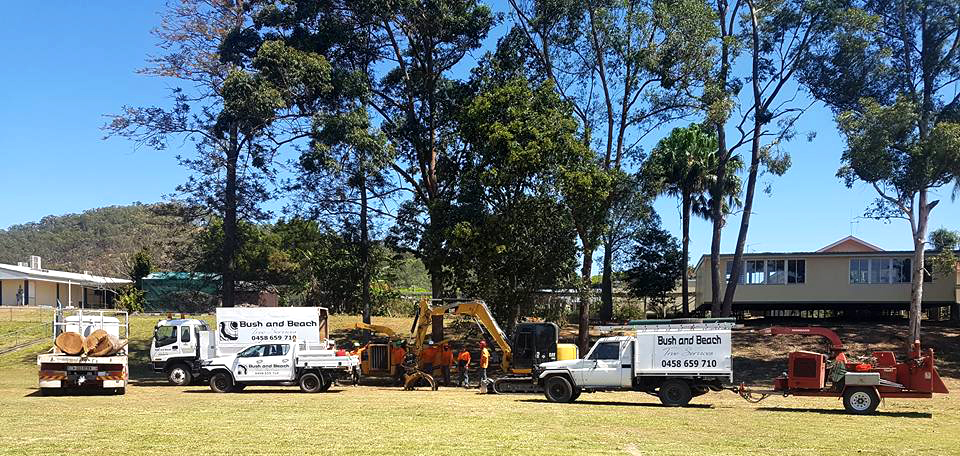 Safe removal of large dead on damaged trees