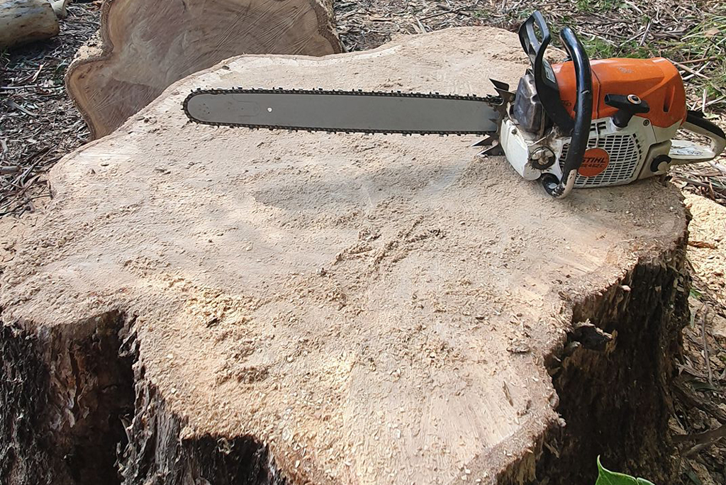 Large chainsaws for tree removal